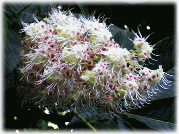 トチノキ（栃の木　橡）　花